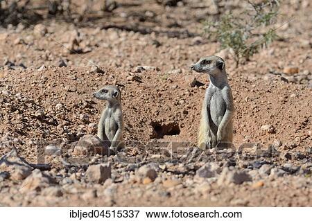 Meerkats (Suricata suricatta), adult and young at burrow entrance, Kalahari desert, Hardap Region, Namibia, Africa View Large Photo Image Stock Photo - Meerkats (Suricata suricatta), adult and young at burrow entrance, Kalahari desert, Hardap Region, Namibia, Africa. Fotosearch