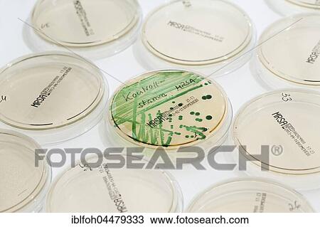 Microbiological diagnosis of MRSA bacteria (methicillin-resistant staphylococcus aureus), Petri dish with MRSA control strain, clinical laboratory, North Rhine-Westphalia, Germany, Europe View Large Photo Image Stock Image - Microbiological diagnosis of MRSA bacteria (methicillin-resistant staphylococcus aureus), Petri dish with MRSA control strain, clinical laboratory, North Rhine-Westphalia, Germany, Europe. Fotosearch