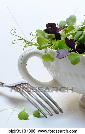 Microgreen, Microgreens in shell, Micro Green, Microleaeves, Micro Leaves, Sprouted vegetables, Seedlings of peas, radish and rocket View Large Photo Image Stock Photograph - Microgreen, Microgreens in shell, Micro Green, Microleaeves, Micro Leaves, Sprouted vegetables, Seedlings of peas, radish and rocket. Fotosearch