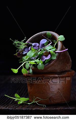 Microgreen, Microgreens, Micro Green, Microleaeves, Micro Leaves, seedlings of peas, radish and rocket, sprouted vegetables View Large Photo Image Stock Photo - Microgreen, Microgreens, Micro Green, Microleaeves, Micro Leaves, seedlings of peas, radish and rocket, sprouted vegetables. Fotosearch