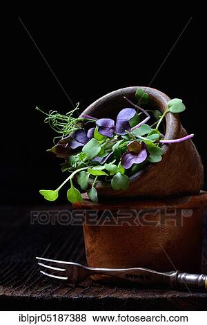 Stock Photo - Microgreen, Microgreens, Micro Green, Microleaeves, Micro Leaves, seedlings of peas, radish and rocket, sprouted vegetables. Fotosearch