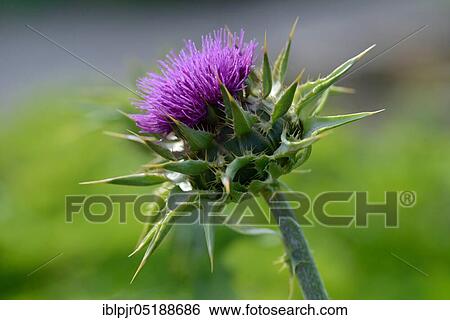 Stock Photograph - Milk thistle, Silybum marianum, Lady thistle. Fotosearch