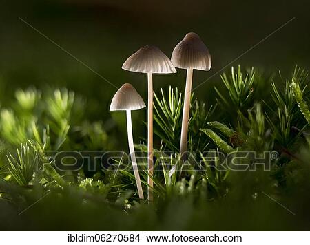 Milking bonnet (Mycena galopus), North Rhine-Westphalia, Germany, Europe View Large Photo Image Picture - Milking bonnet (Mycena galopus), North Rhine-Westphalia, Germany, Europe. Fotosearch