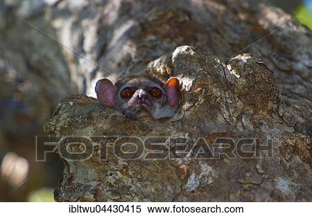 Milne-Edwards' sportive lemur (Lepilemur edwardsi) in Sleeping Cave in tree, Ankarafantsika National Park, Western Madagascar, Madagascar, Africa View Large Photo Image Stock Photography - Milne-Edwards' sportive lemur (Lepilemur edwardsi) in Sleeping Cave in tree, Ankarafantsika National Park, Western Madagascar, Madagascar, Africa. Fotosearch