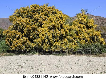 Mimosa tree or Silver Wattle (Acacia dealbata) with yellow flowers, Cabo de Gata Natural Park, Parque Natural de Cabo de Gata-Níjar, Almeria Province, Andalusia, Spain, Europe View Large Photo Image Stock Image - Mimosa tree or Silver Wattle (Acacia dealbata) with yellow flowers, Cabo de Gata Natural Park, Parque Natural de Cabo de Gata-Níjar, Almeria Province, Andalusia, Spain, Europe. Fotosearch