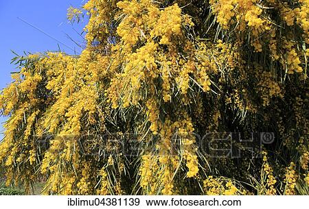 Mimosa tree or Silver Wattle (Acacia dealbata) with yellow flowers, Cabo de Gata Natural Park, Parque Natural de Cabo de Gata-Níjar, Almeria Province, Andalusia, Spain, Europe View Large Photo Image Stock Photo - Mimosa tree or Silver Wattle (Acacia dealbata) with yellow flowers, Cabo de Gata Natural Park, Parque Natural de Cabo de Gata-Níjar, Almeria Province, Andalusia, Spain, Europe. Fotosearch