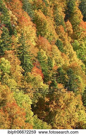 Mixed forest in autumn, Switzerland, Europe View Large Photo Image Stock Photo - Mixed forest in autumn, Switzerland, Europe. Fotosearch