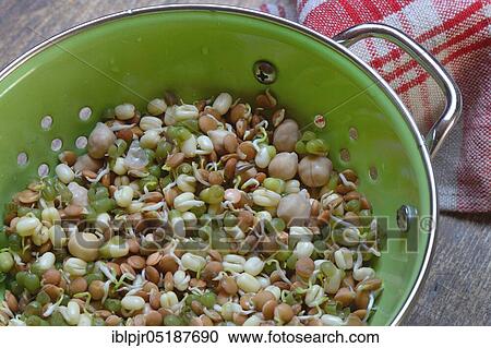 Mixed sprouts of lentils, mung beans and chickpeas in a drainer sieve, lentil sprouts, mung bean sprouts, chickpea sprouts, Lens culinaris, Vigna radiata, Cicer arietinum View Large Photo Image Stock Image - Mixed sprouts of lentils, mung beans and chickpeas in a drainer sieve, lentil sprouts, mung bean sprouts, chickpea sprouts, Lens culinaris, Vigna radiata, Cicer arietinum. Fotosearch