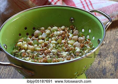 Stock Image - Mixed sprouts of lentils, mung beans and chickpeas in a drainer sieve, lentil sprouts, mung bean sprouts, chickpea sprouts, Lens culinaris, Vigna radiata, Cicer arietinum. Fotosearch