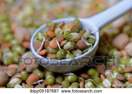 Stock Photo - Mixed sprouts of lentils, mung beans and chickpeas, lentil sprouts, lentil sprouts, mung bean sprouts, chickpea sprouts, Lens culinaris, Vigna radiata, Cicer arietinum. Fotosearch