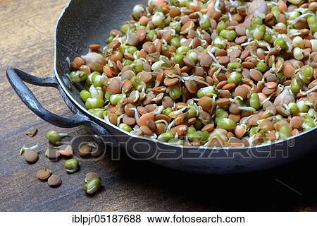 Mixed sprouts of lentils, mung beans and chickpeas, lentil sprouts, lentil sprouts, mung bean sprouts, chickpea sprouts, Lens culinaris, Vigna radiata, Cicer arietinum View Large Photo Image Stock Photo - Mixed sprouts of lentils, mung beans and chickpeas, lentil sprouts, lentil sprouts, mung bean sprouts, chickpea sprouts, Lens culinaris, Vigna radiata, Cicer arietinum. Fotosearch