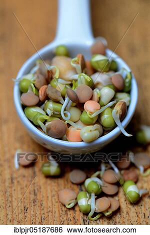 Mixed sprouts of lentils, mung beans and chickpeas, lentil sprouts, lentil sprouts, mung bean sprouts, chickpea sprouts, Lens culinaris, Vigna radiata, Cicer arietinum View Large Photo Image Stock Photograph - Mixed sprouts of lentils, mung beans and chickpeas, lentil sprouts, lentil sprouts, mung bean sprouts, chickpea sprouts, Lens culinaris, Vigna radiata, Cicer arietinum. Fotosearch