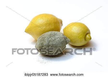 MoldLemon, mildew ( Citrus limon) View Large Photo Image Stock Image - MoldLemon, mildew ( Citrus limon). Fotosearch