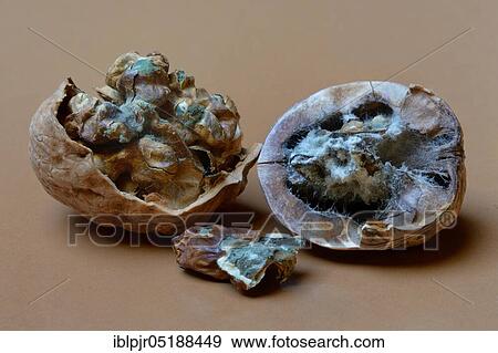 Moldy walnuts, Juglans regia View Large Photo Image Stock Photo - Moldy walnuts, Juglans regia. Fotosearch