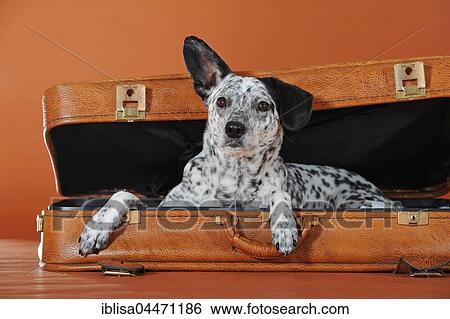 Mongrel, dog, black and white, lying in leather suitcase View Large Photo Image Stock Photograph - Mongrel, dog, black and white, lying in leather suitcase. Fotosearch
