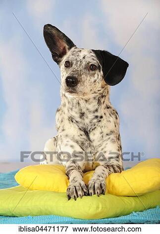 Mongrel, dog, black and white, lying on colourful pillows View Large Photo Image Stock Photo - Mongrel, dog, black and white, lying on colourful pillows. Fotosearch