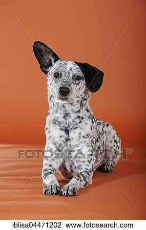 Mongrel, dog, black and white, lying View Large Photo Image Stock Image - Mongrel, dog, black and white, lying. Fotosearch