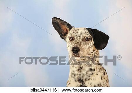 Mongrel, dog, black and white, portrait View Large Photo Image Stock Image - Mongrel, dog, black and white, portrait. Fotosearch