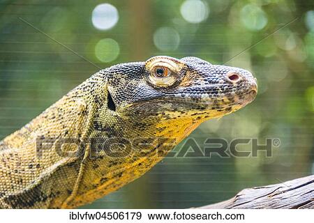 Monitor Lizard (Varanus), portrait, Singapore Zoo, Singapore, Asia View Large Photo Image Stock Photo - Monitor Lizard (Varanus), portrait, Singapore Zoo, Singapore, Asia. Fotosearch