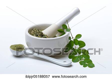 Stock Photo - Moringa, Fresh Moringa leaves, dried Moringa leaves in grating bowl, Moringa powder. Fotosearch