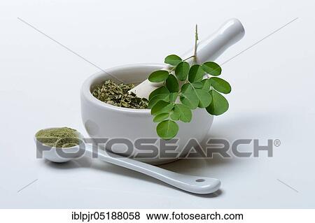 Stock Photo - Moringa, Fresh Moringa leaves, dried Moringa leaves in grating bowl, Moringa powder. Fotosearch