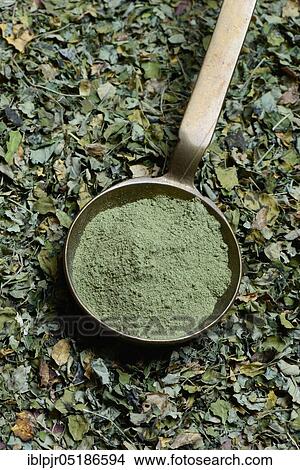 Moringa leaves and Moringa powder in scoop, Moringa tea View Large Photo Image Picture - Moringa leaves and Moringa powder in scoop, Moringa tea. Fotosearch