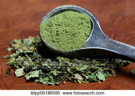 Moringa leaves and Moringa powder in wooden spoon, Moringa tea View Large Photo Image Stock Image - Moringa leaves and Moringa powder in wooden spoon, Moringa tea. Fotosearch