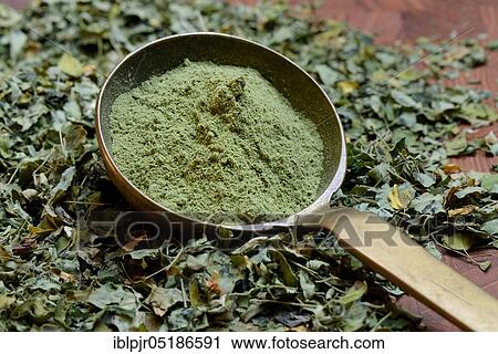Moringa leaves and Moringa powder in scoop, Moringa tea View Large Photo Image Stock Image - Moringa leaves and Moringa powder in scoop, Moringa tea. Fotosearch