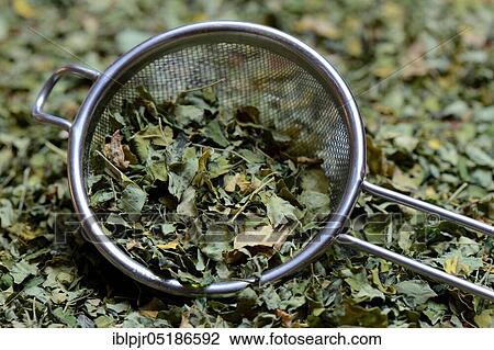 Stock Image - Moringa leaves in sieve, Moringa tea. Fotosearch