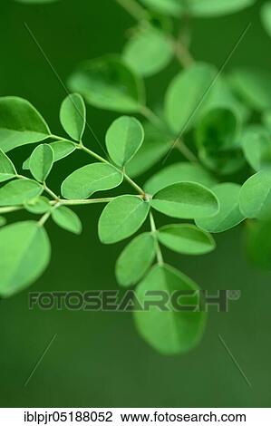 Moringa, leaves, Moringa oleifera View Large Photo Image Stock Image - Moringa, leaves, Moringa oleifera. Fotosearch