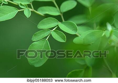 Stock Image - Moringa, leaves, Moringa oleifera. Fotosearch