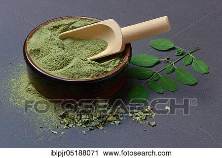Moringa, Moringa powder in bowl with shovel, Moringa leaves, Moringa oleifera View Large Photo Image Stock Image - Moringa, Moringa powder in bowl with shovel, Moringa leaves, Moringa oleifera. Fotosearch