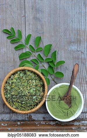 Moringa, Moringa powder in bowl with wooden spoon, dried and fresh Moringa leaves, Moringa powder, Moringa oleifera View Large Photo Image Stock Image - Moringa, Moringa powder in bowl with wooden spoon, dried and fresh Moringa leaves, Moringa powder, Moringa oleifera. Fotosearch