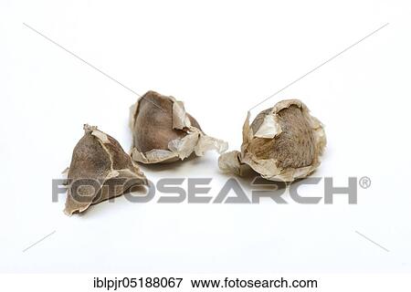 Stock Photo - Moringa, Moringa seed, Moringa oleifera. Fotosearch