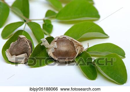 Stock Photograph - Moringa, Moringa seeds and leaves, Moringa oleifera. Fotosearch