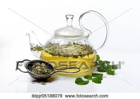 Moringa, Moringa tea in teapot, dried Moringa leaves in tea strainer, Moringa tea, Moringa oleifera View Large Photo Image Stock Photo - Moringa, Moringa tea in teapot, dried Moringa leaves in tea strainer, Moringa tea, Moringa oleifera. Fotosearch