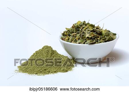 Moringa powder and Moringa leaves in a bowl, Moringa tea View Large Photo Image Stock Photograph - Moringa powder and Moringa leaves in a bowl, Moringa tea. Fotosearch