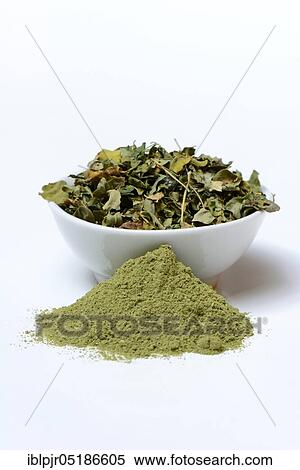 Moringa powder and Moringa leaves in a bowl, Moringa tea View Large Photo Image Stock Photography - Moringa powder and Moringa leaves in a bowl, Moringa tea. Fotosearch