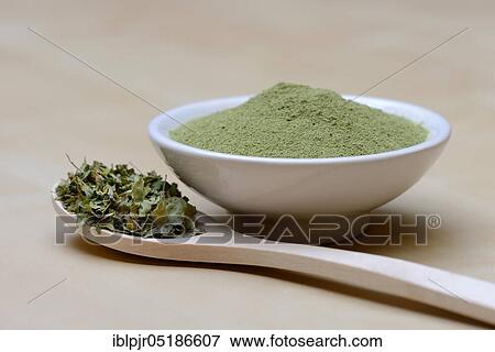 Moringa powder in bowl and moringa leaves in spoon, powder, moringa tea View Large Photo Image Stock Photo - Moringa powder in bowl and moringa leaves in spoon, powder, moringa tea. Fotosearch
