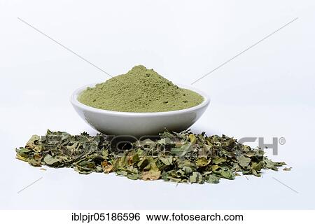 Stock Photograph - Moringa powder in bowl and moringa leaves, moringa tea. Fotosearch