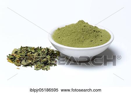 Moringa powder in bowl and moringa leaves, moringa tea View Large Photo Image Stock Photography - Moringa powder in bowl and moringa leaves, moringa tea. Fotosearch