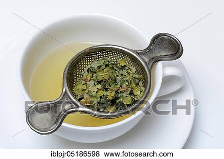 Stock Photo - Moringa tea in cup and moringa leaves in tea strainer, moringa tea. Fotosearch