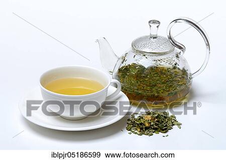 Stock Photo - Moringa tea in cup and teapot and moringa leaves, moringa tea. Fotosearch
