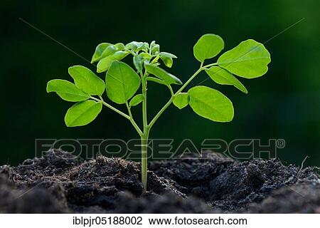 Moringa, young plant, Moringa oleifera, horseradish tree View Large Photo Image Stock Image - Moringa, young plant, Moringa oleifera, horseradish tree. Fotosearch