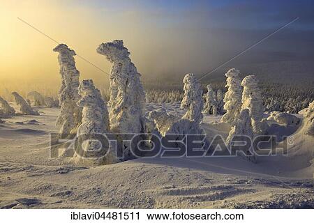 Morning atmosphere on the Brocken, winter, snow-covered pines, fog, National Park Harz, Saxony-Anhalt, Germany, Europe View Large Photo Image Stock Image - Morning atmosphere on the Brocken, winter, snow-covered pines, fog, National Park Harz, Saxony-Anhalt, Germany, Europe. Fotosearch