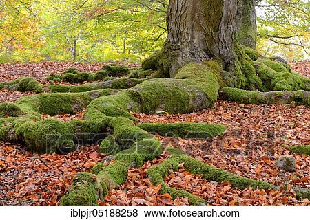 Stock Photo - Moss-covered roots of a beech(Fagus sylvatica), Hutewald Halloh near Albertshausen, Bad Wildungen, nature park Park Kellerwald-Edersee, Hesse, Germany, Europe. Fotosearch