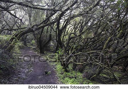 Picture - Moss-covered trees on a trail, laurel forest, Garajonay National Park, Las Hayas, La Gomera, Canary Islands, Spain, Europe. Fotosearch