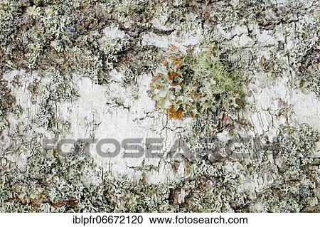 Stock Image - Mossy birch bark. Fotosearch