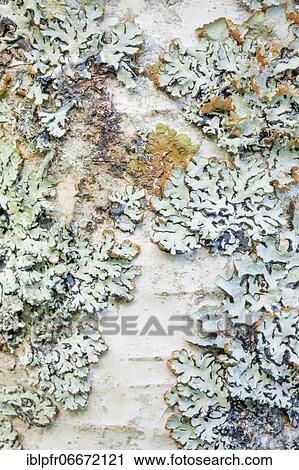 Stock Image - Mossy birch bark. Fotosearch