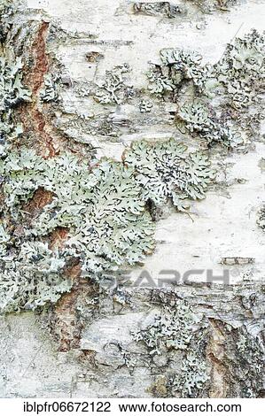 Stock Image - Mossy birch bark. Fotosearch